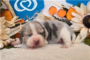 Randy - Beagle for sale