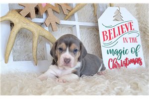 Audrey - Beagle for sale