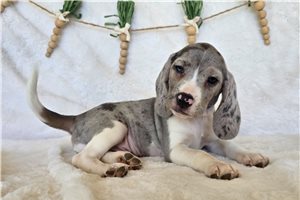 Kingston - Beagle for sale