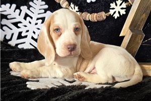 Nash - Beagle for sale