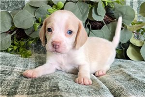 Lily - Beagle for sale