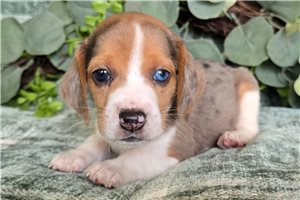 Luca - puppy for sale