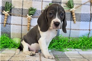 Kennedy - Beagle for sale
