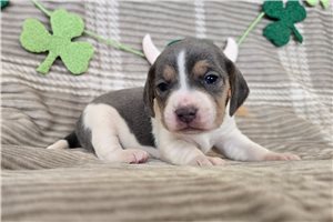 Kinsley - Beagle for sale
