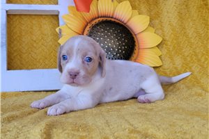 Savannah - puppy for sale