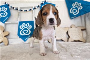 Luca - Beagle for sale