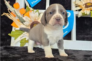 Minnie - Beagle for sale