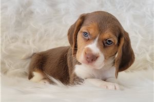 Lucile - Beagle for sale