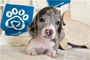 Lawson - Beagle for sale