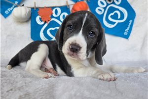 Donald - Beagle for sale