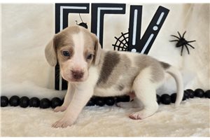 Monkey - puppy for sale