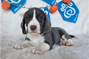 Mouse - puppy for sale