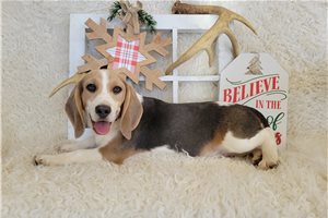 Thomas - Beagle for sale
