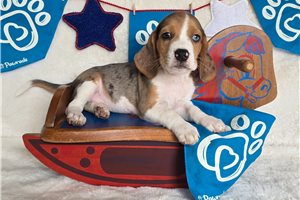 Luca - Beagle for sale