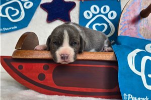 Mouse - Beagle for sale