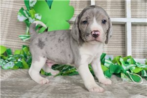 Kingston - Beagle for sale
