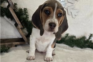 Nadine - Beagle for sale