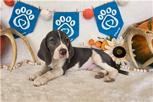 Donald - Beagle for sale