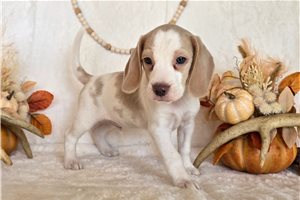 Luca - puppy for sale