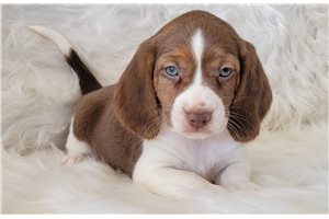 Luiz - puppy for sale