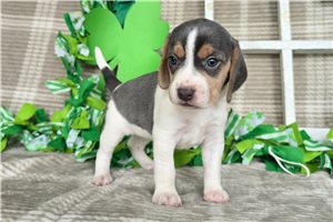 Kinsley - Beagle for sale