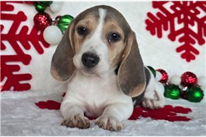 Lucinda - puppy for sale