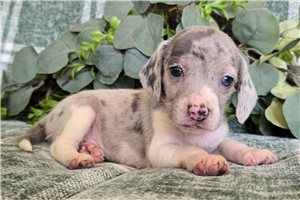 Lawson - Beagle for sale
