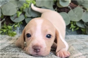 Luna - Beagle for sale