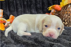 Lauren - puppy for sale