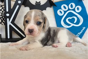 Randy - Beagle for sale