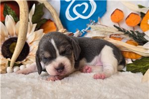 Wynona - Beagle for sale
