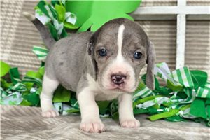 Katherine - Beagle for sale