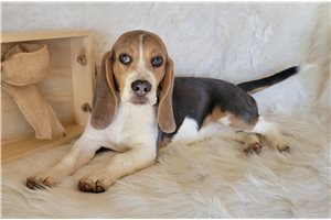Scarlett - Beagle for sale