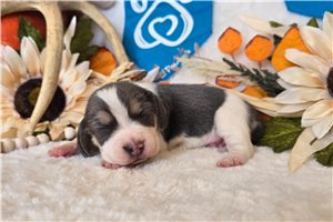 Reba - puppy for sale