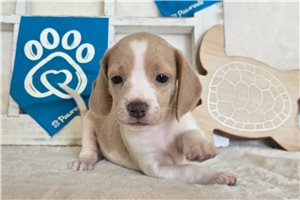 Luna - Beagle for sale