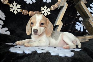 Lottie - Beagle for sale