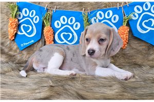 Fawn - Beagle for sale