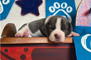 Daisy - Beagle for sale