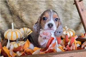 Owen - Beagle for sale
