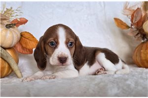Monroe - puppy for sale