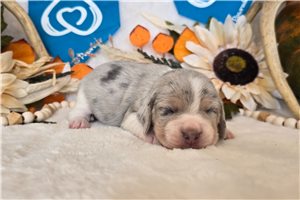 Elvis - Beagle for sale
