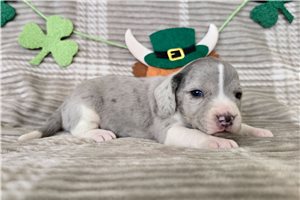 Katherine - Beagle for sale