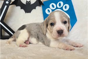 Johnny - Beagle for sale