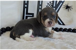 Orchid - puppy for sale