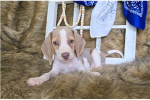 Delaney - Beagle for sale