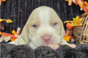 Kurtis - puppy for sale