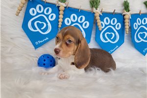 Anita - Beagle for sale