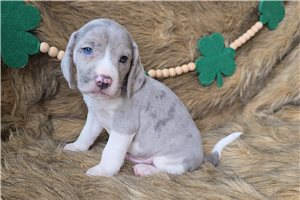 Kingston - Beagle for sale