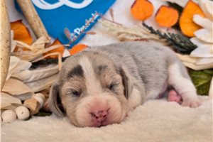 Elvis - Beagle for sale