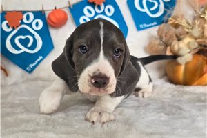 Donald - Beagle for sale